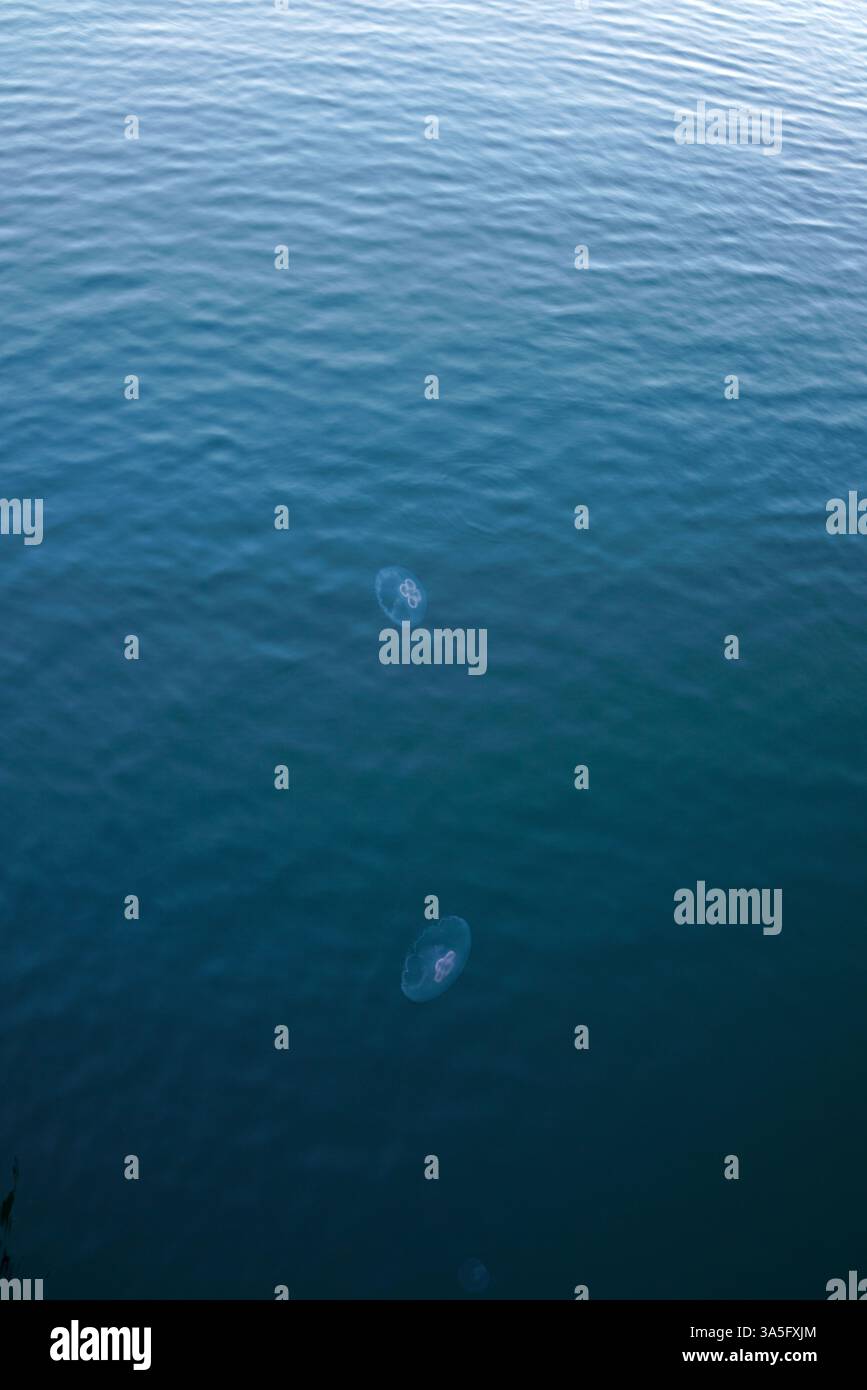 Mondbeleuchtete Gelees gleiten durch flüssiges Glas, wo Wellen und Dock-Silhouetten zu einer ruhigen aquatischen Poesie verschmelzen. 🌊✨ Stockfoto