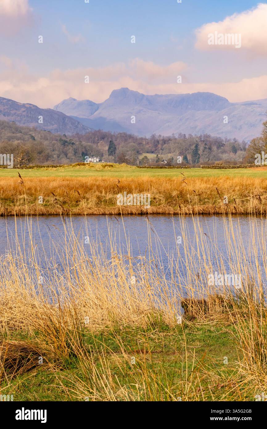 Blick auf die Langdale Pikes über den Fluss Brathay im Lake District National Park. Elterwater, Ambleside, Cumbria, England, Vereinigtes Königreich, Großbritannien. Fokus auf den Vordergrund Stockfoto