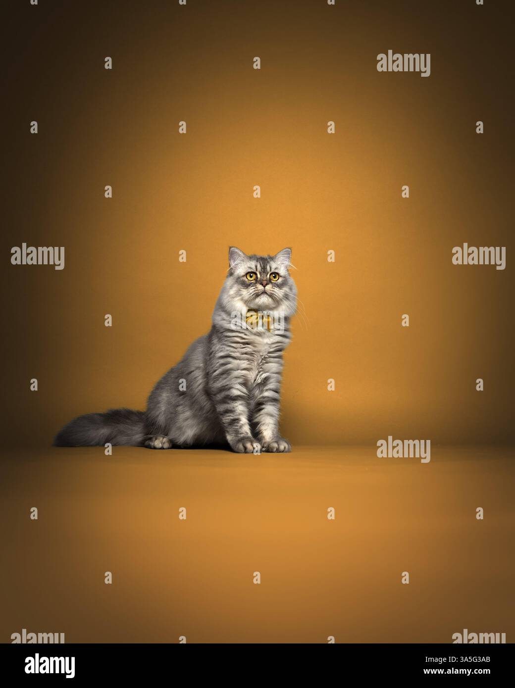 Weibliche Perserkatze Stockfoto