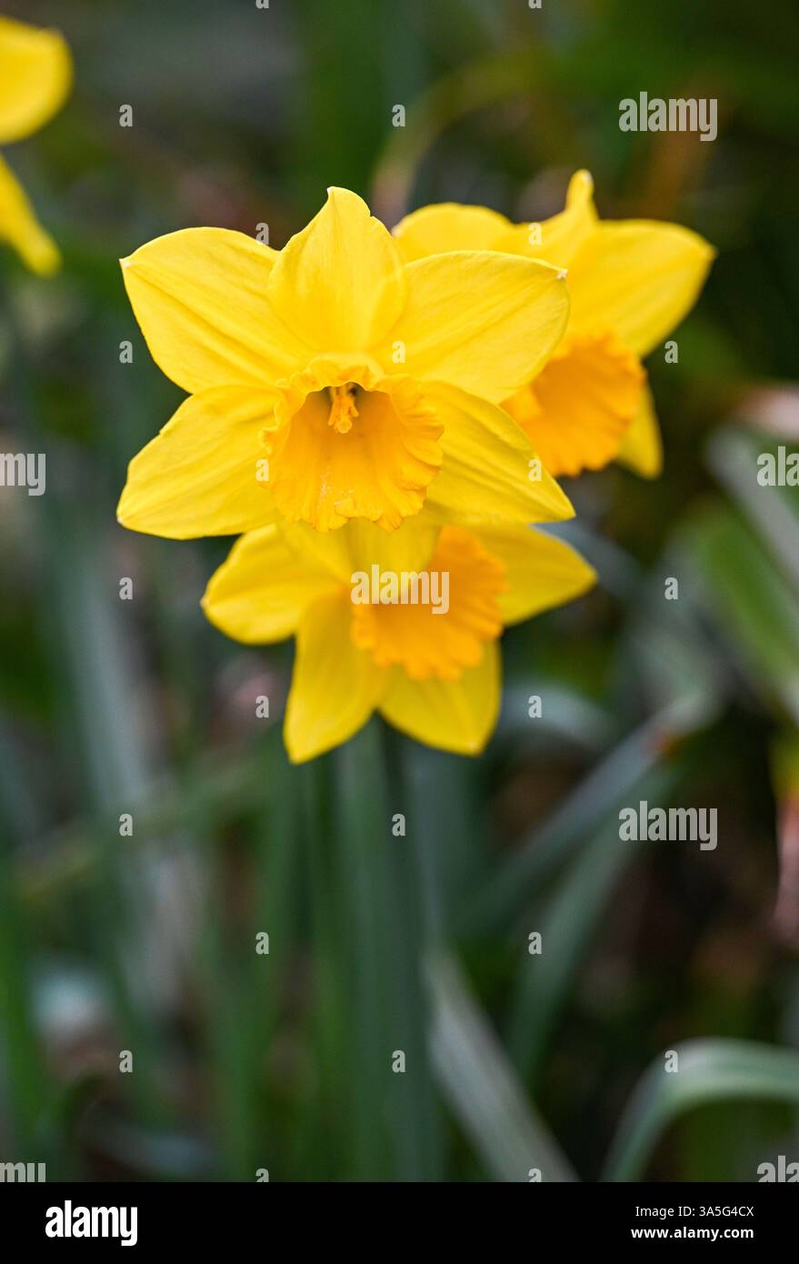 FrühlingsNarzissen in Blüte im kleinen städtischen Garten - UK Stockfoto