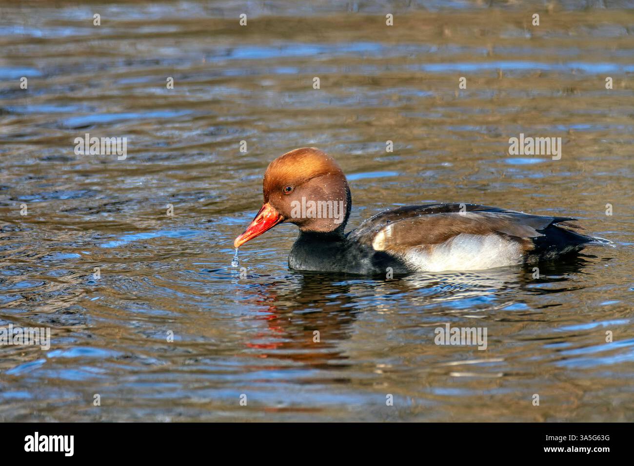 Rotkäppchen schwimmen in einer Lagune. Spanien. Stockfoto