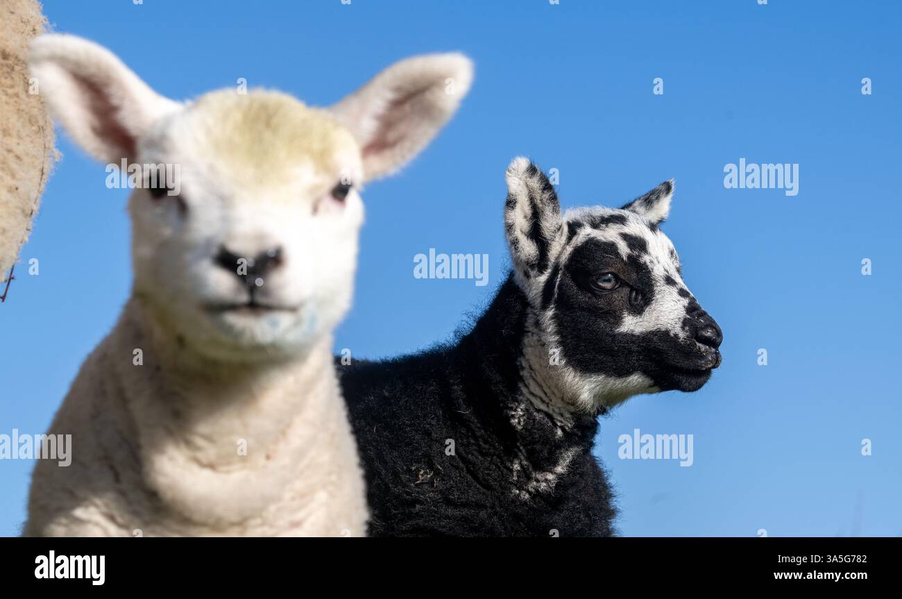 Zwei Zwillingslämmer, ein schwarzes und ein weißes, im Frühling, North Yorkshire, Vereinigtes Königreich. Stockfoto