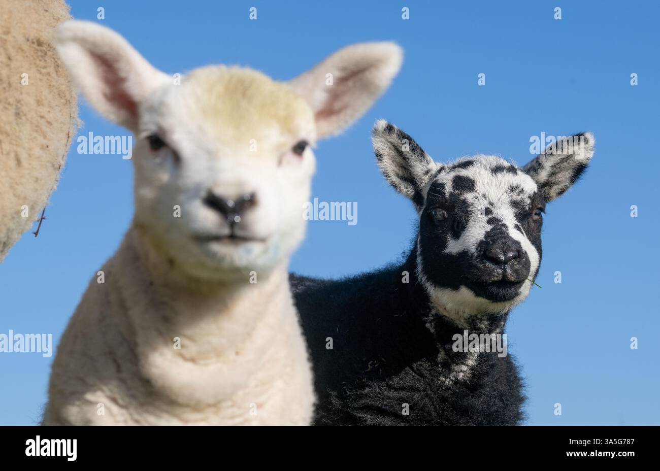 Zwei Zwillingslämmer, ein schwarzes und ein weißes, im Frühling, North Yorkshire, Vereinigtes Königreich. Stockfoto