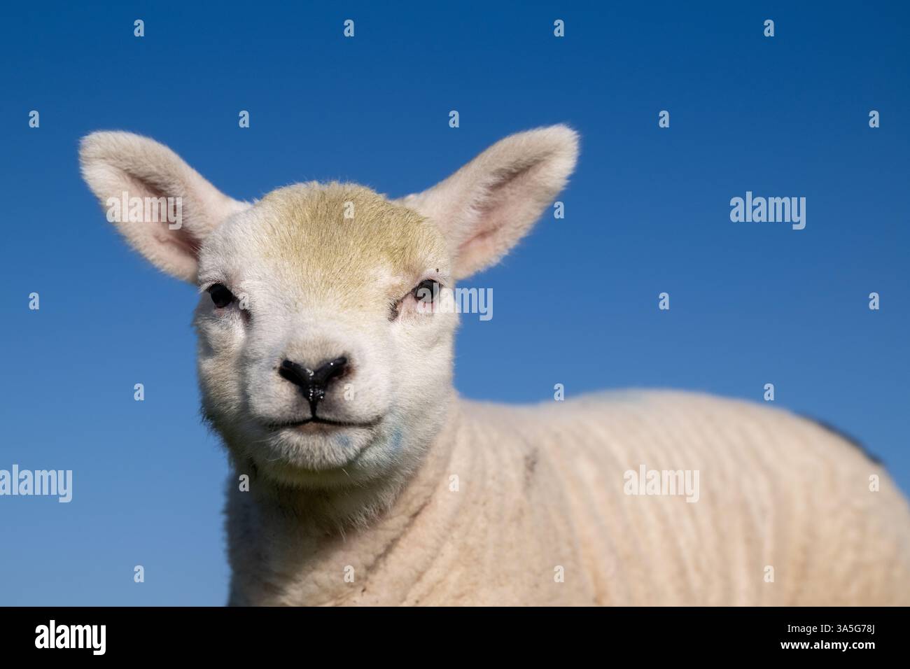 Süße Lämmer im Frühling, North Yorkshire, Großbritannien. Stockfoto
