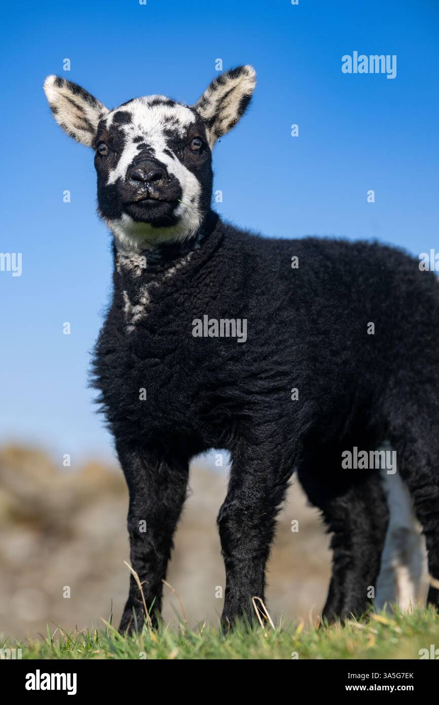 Niedliches Schwarzweiß-Lamm, gezeugt von einem holländischen FleckenWidder, an einem Frühlingstag auf der Weide. North Yorkshire, Großbritannien. Stockfoto