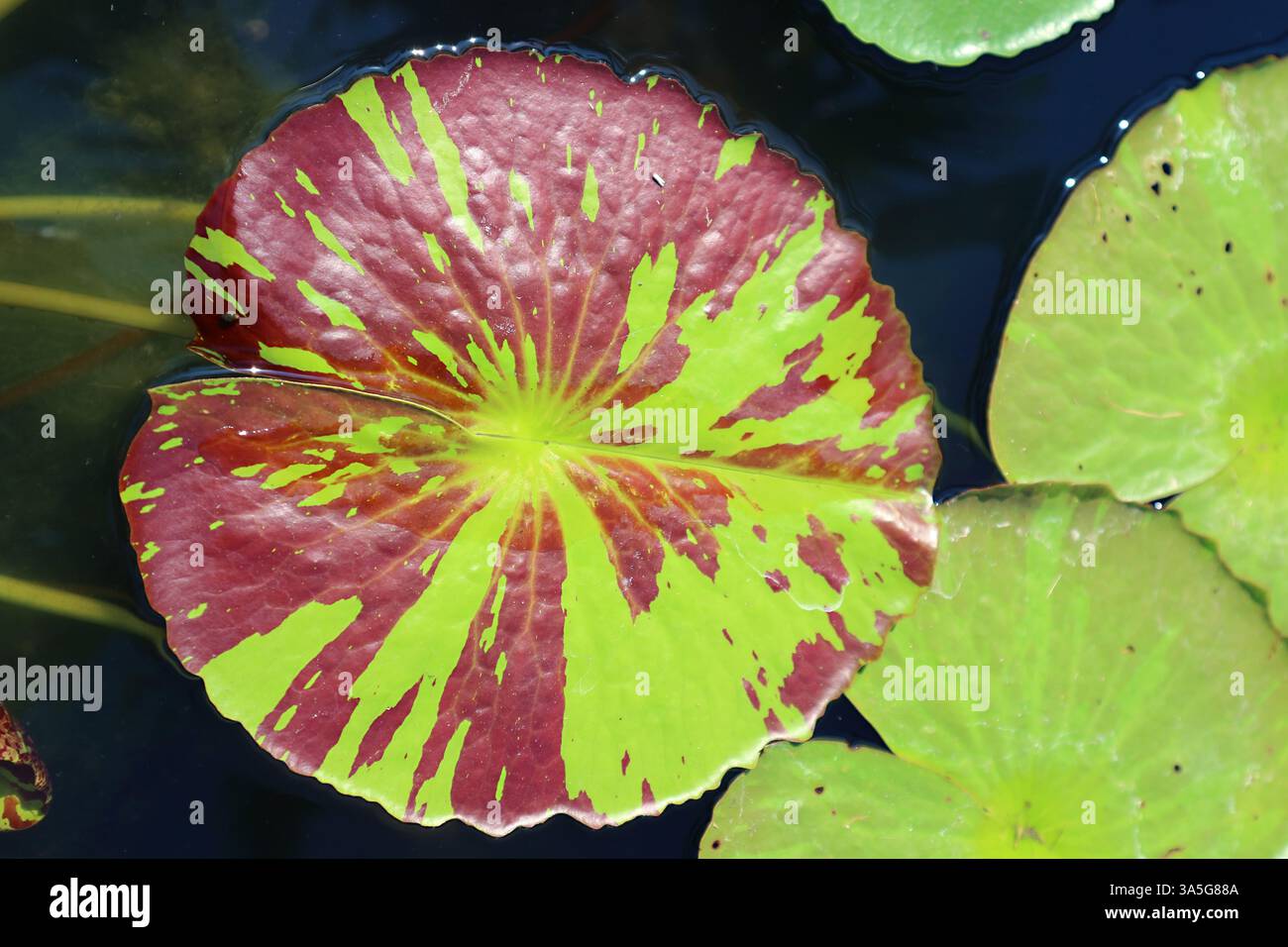 Wunderschönes tiefviolettes Rot und Grün mit verschiedenen Wasserlilien, das im Teich schwimmt Stockfoto