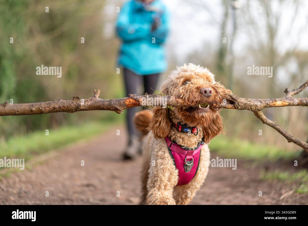 Nahaufnahme eines süßen Kakapohunds, der auf einem Landweg mit sehr großem Ast/Stock im Mund läuft, der Besitzer folgt dicht hinter ihm. Tierische Ambitionen. Stockfoto