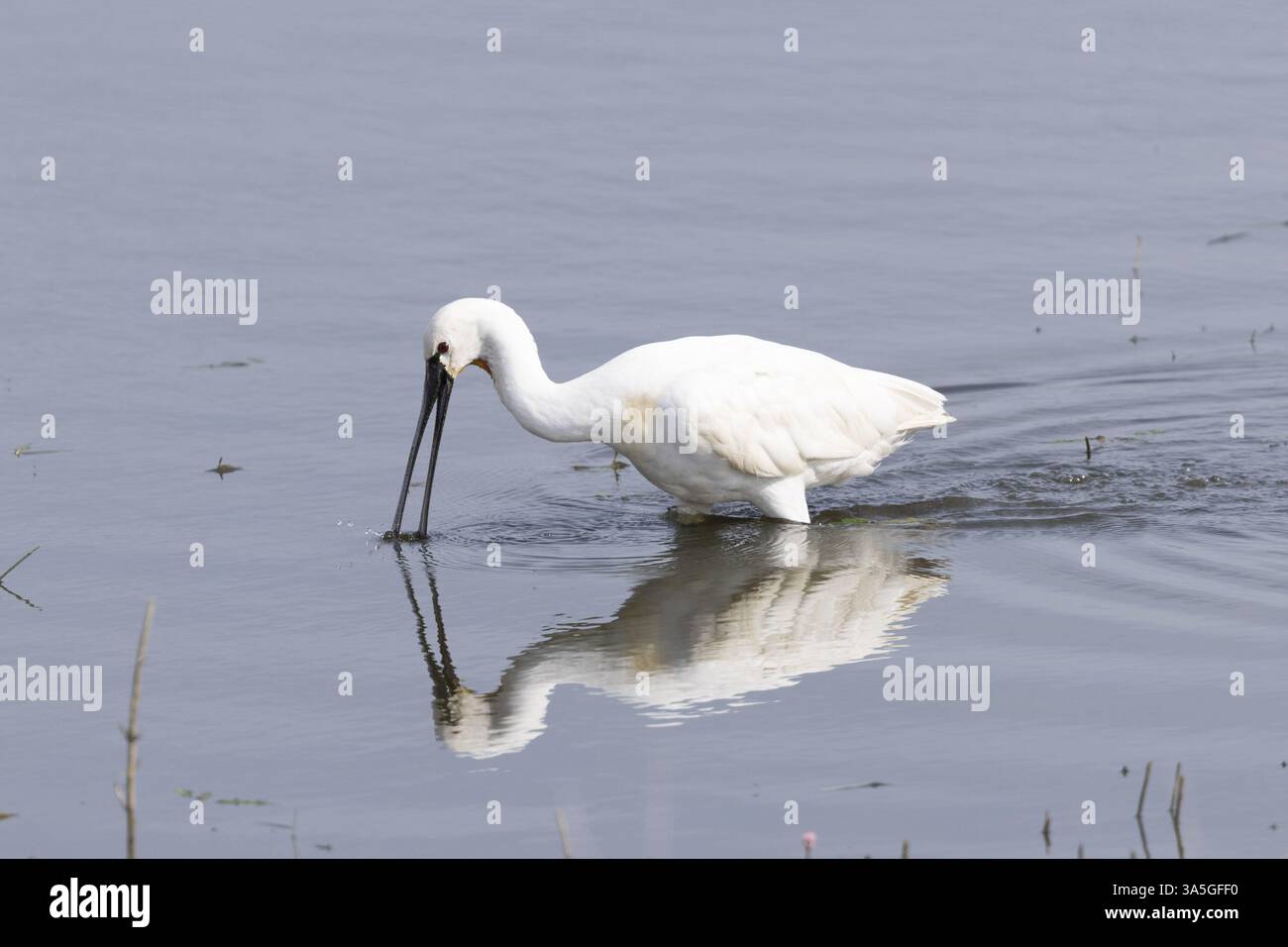 weiße Löffler Stockfoto