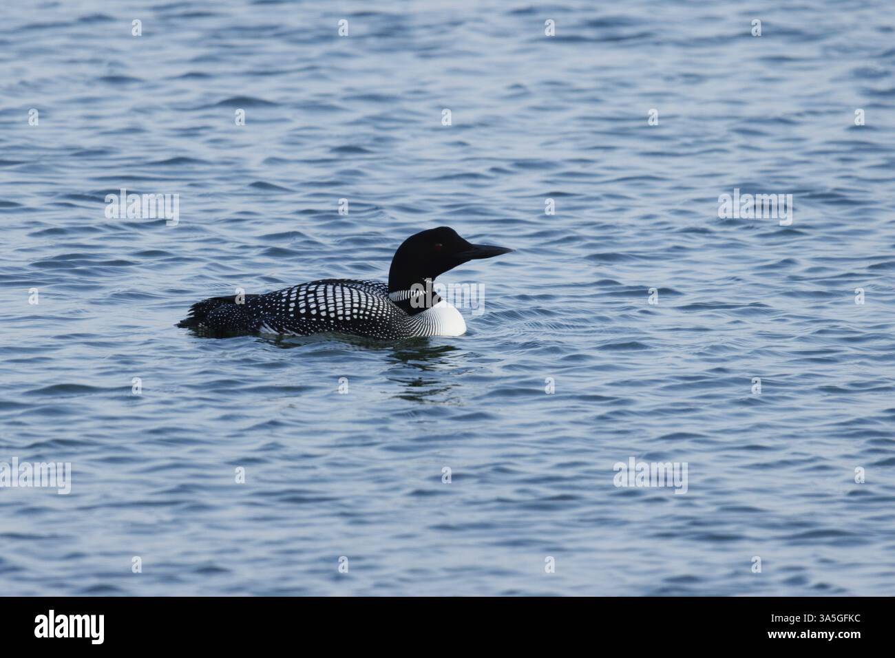 Common loon Stockfoto