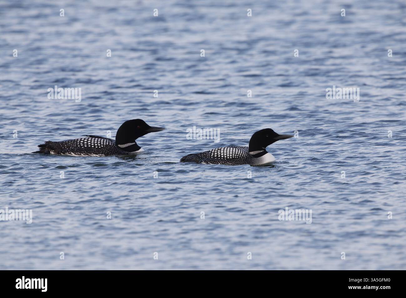 Common loon Stockfoto