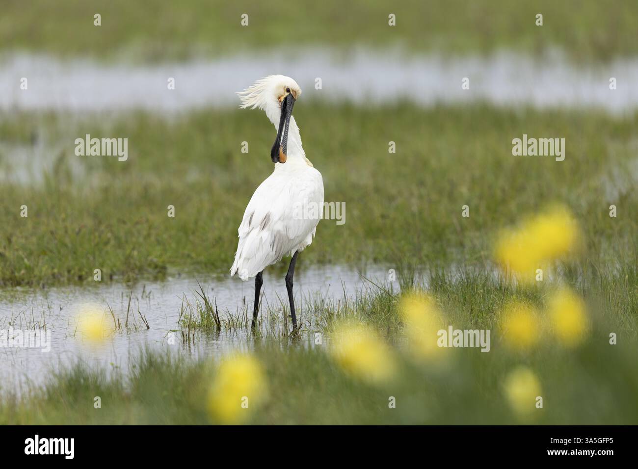 weiße Löffler Stockfoto