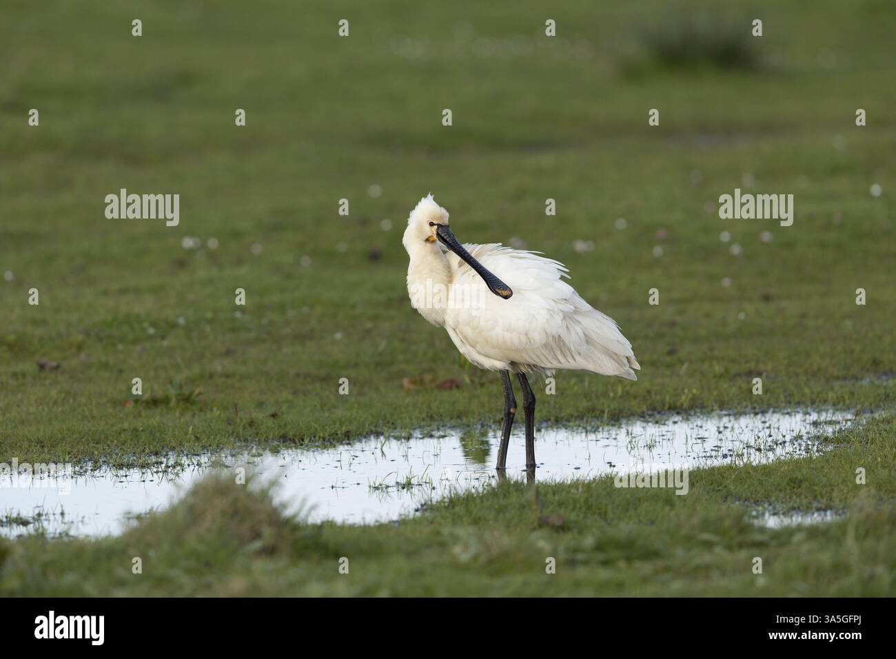 weiße Löffler Stockfoto