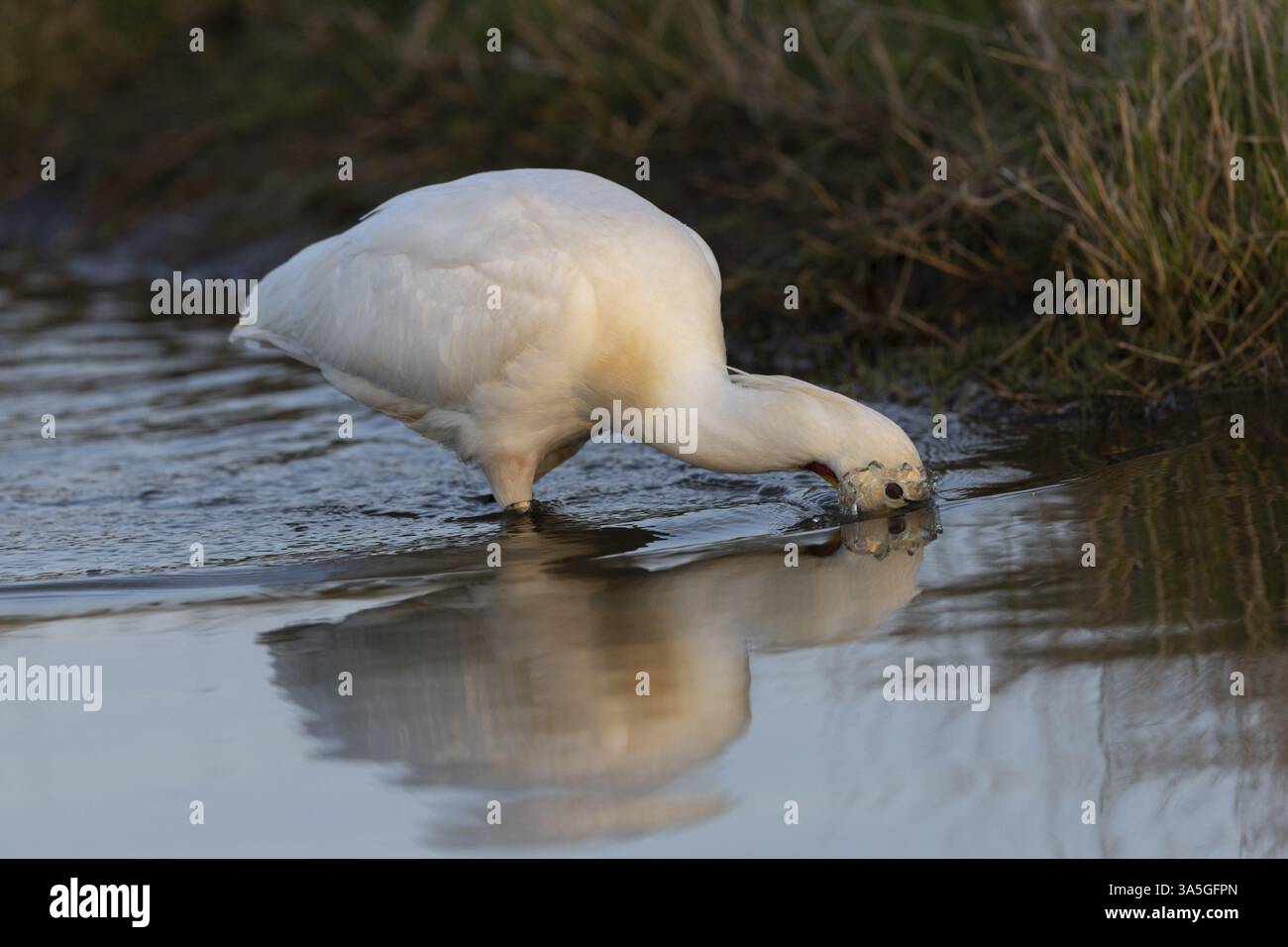 weiße Löffler Stockfoto