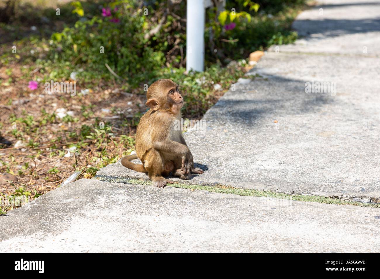 Makaken im Park auf Monkey Island in Vietnam, Nha Trang. Der Affe sitzt auf dem Boden und schaut weg. Selektiver Fokus, Nahaufnahme. Stockfoto