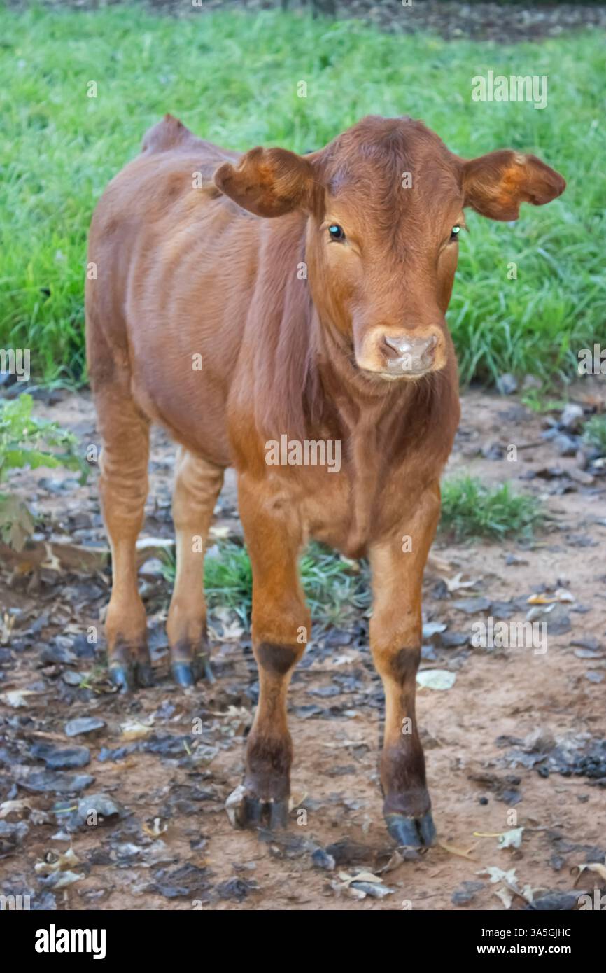 Ein süßes braunes Kalb, das auf einem Feld steht Stockfoto