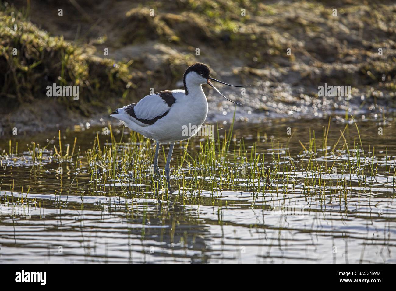 pied avocet Stockfoto