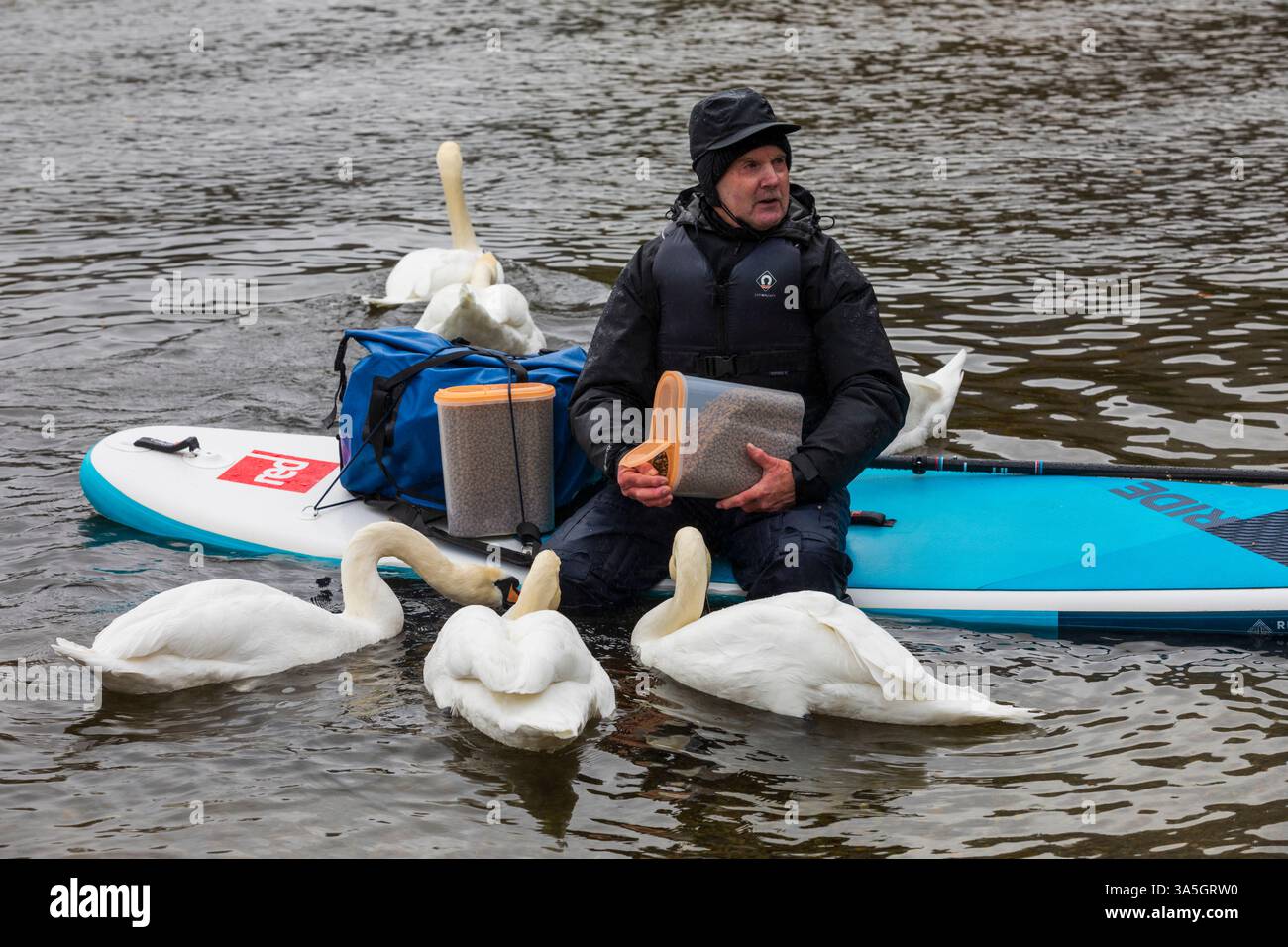 Der Schwan Mann Von Ullswater Stockfoto