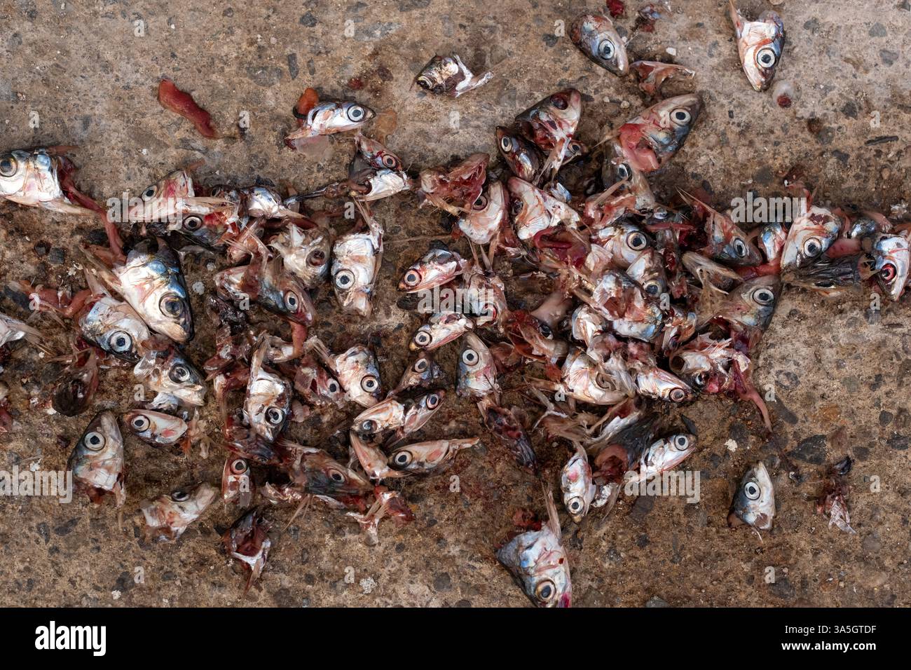 Dutzende abgeschnittener Fischköpfe, die auf nassem Beton verstreut sind, zeigen Meeresfrüchteabfälle nach der Verarbeitung. Stockfoto