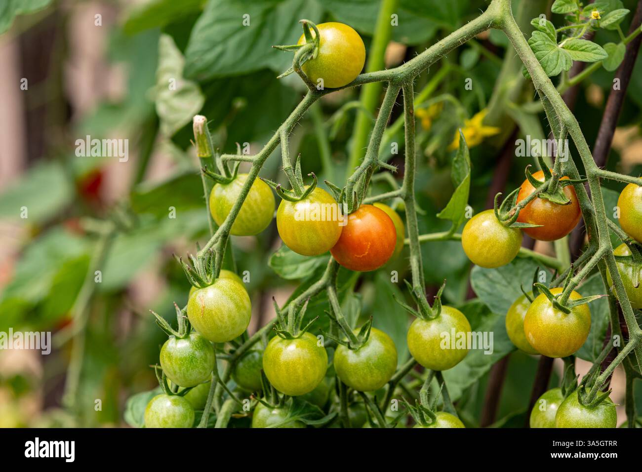 Kirschtomaten, die im Garten wachsen. Gemüsegarten, Bio-Bauernhof bis zum Tisch und Gartenkonzept. Stockfoto