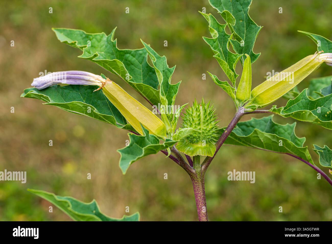 Violette Blume von Jimsonweed Pflanze. Giftige Pflanzen, Landkrautbekämpfung und Gartenkonzept. Stockfoto