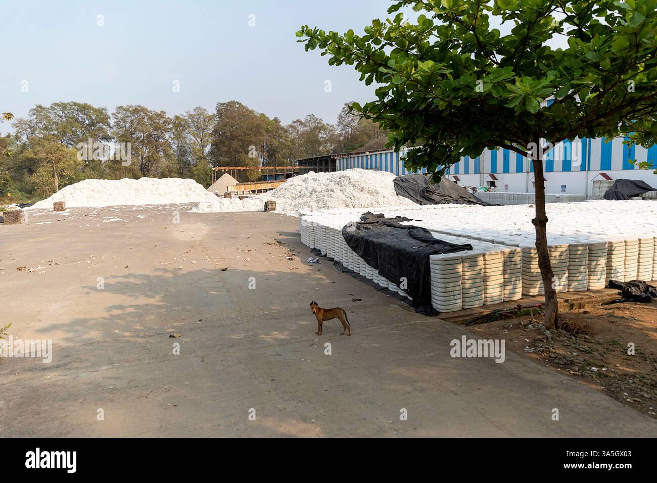 Riesige Baumwollhaufen in einer kleinen Fabrik in Orissa in Indien Stockfoto