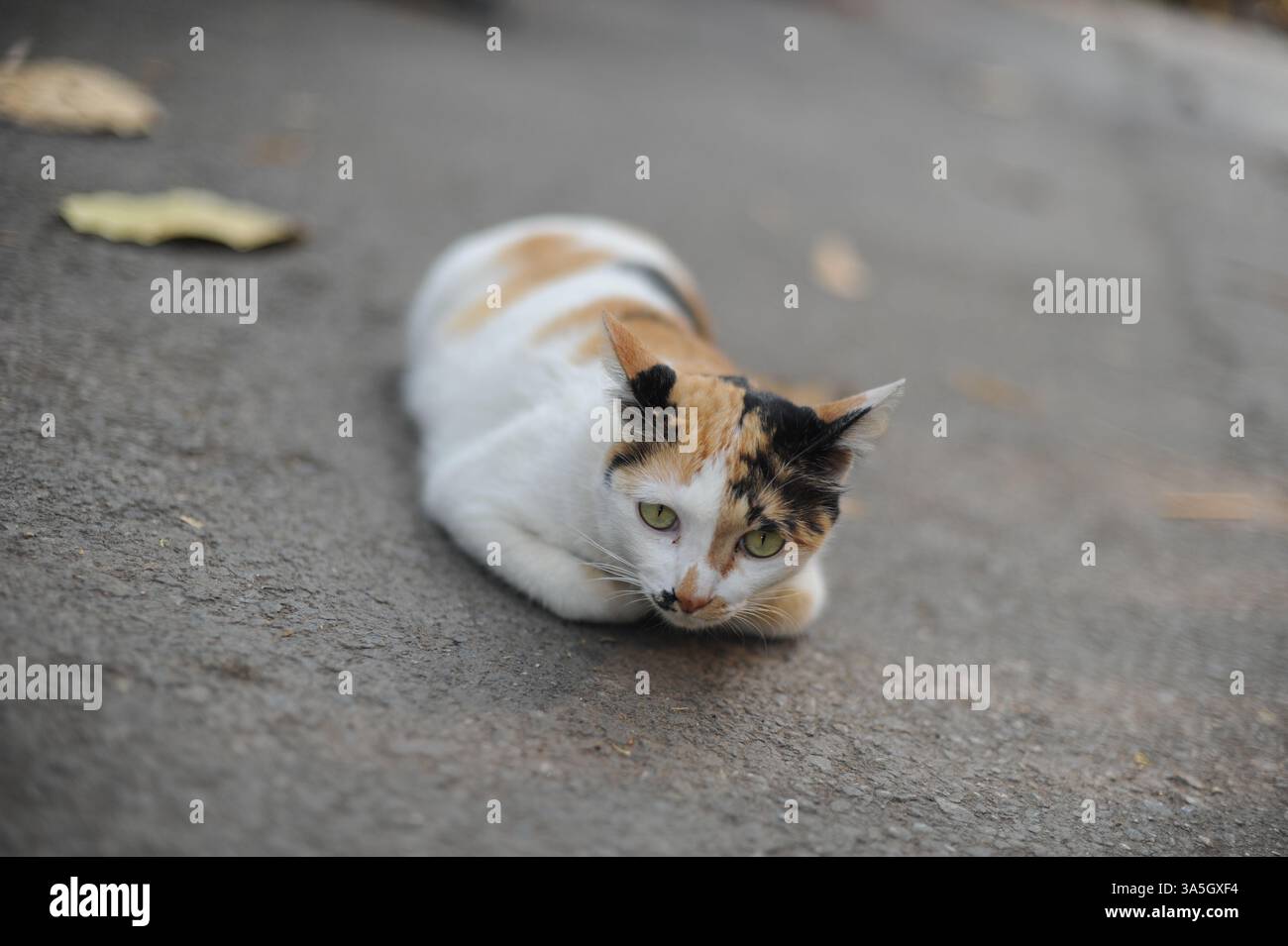 Niedliche Katze in einer Straße eines Tempels in Tailand, posiert für das Foto 4-5 Stockfoto