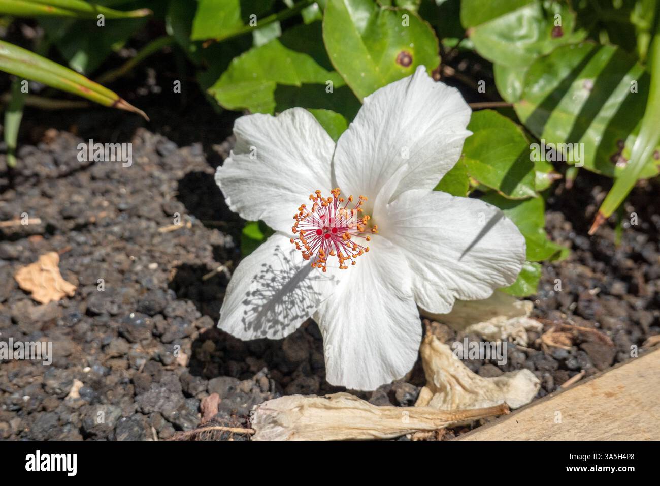 Ein hawaiianischer weißer Hibiskus arnottianus in der Blume, gebürtig auf Hawaii, blühende Hibiskus Silber weiße Blüten, Honolulu Hawaii, Stockfoto Stockfoto