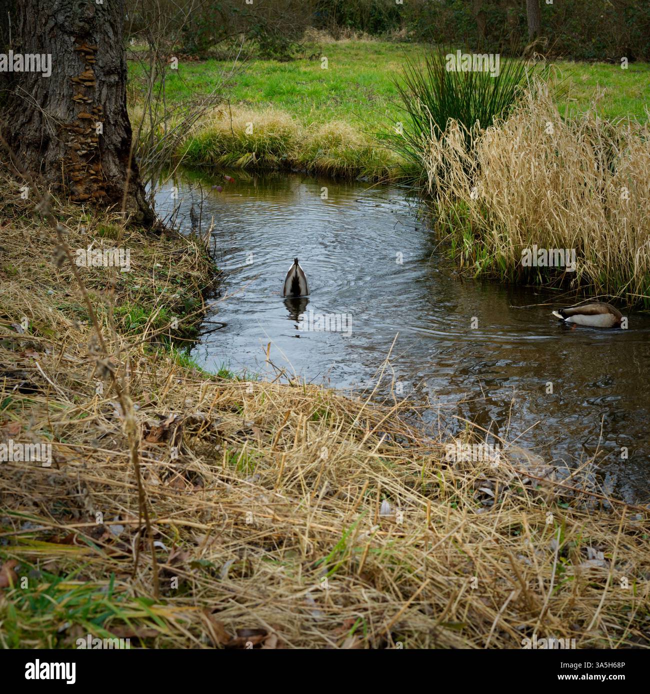 Eine Ente taucht ihren Kopf in das Wasser und erhebt ihren Entenschwanz über die Wasseroberfläche eines Baches Stockfoto