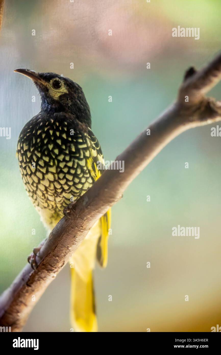 Der Regente Honeyeater (Anthochaera phrygia) ist ein bedrohter Vogel, der im Südosten Australiens endemisch ist. Stockfoto