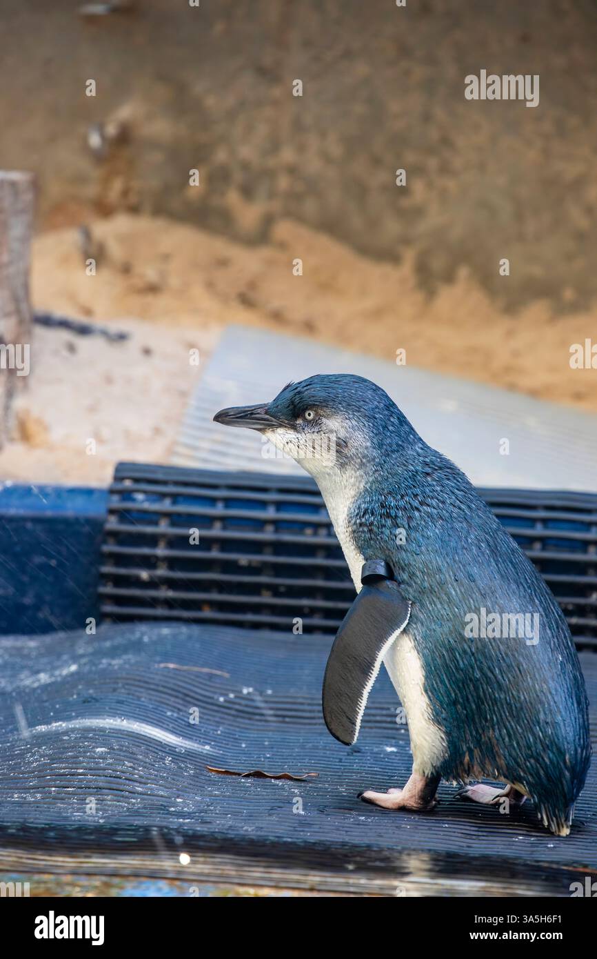 Die Nahaufnahme des kleinen Pinguins (Eudyptula novaehollandiae) Er ist eine Pinguinart aus Australien und der Otago-Region Neuseelands. Stockfoto