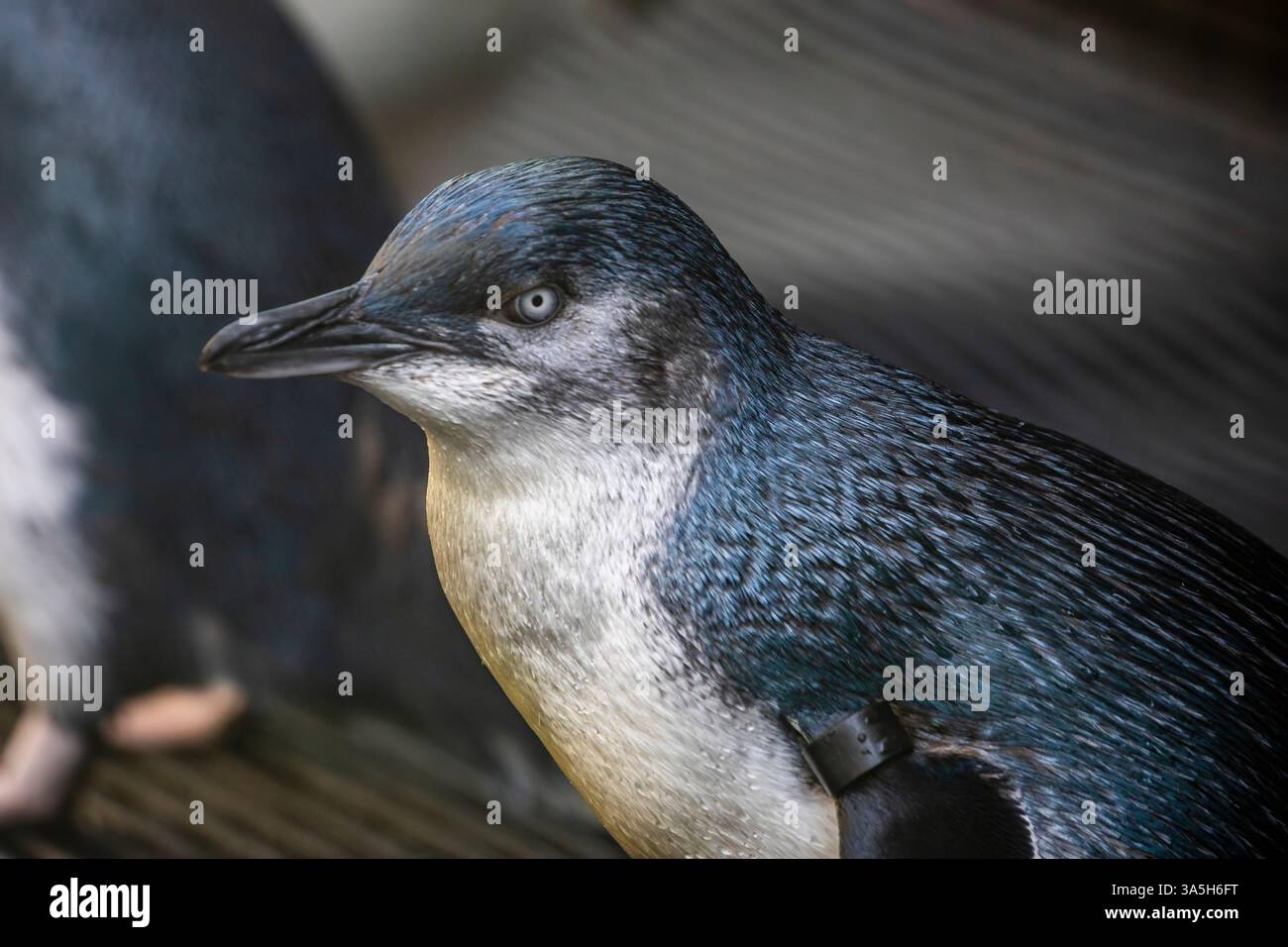 Die Nahaufnahme des kleinen Pinguins (Eudyptula novaehollandiae) Er ist eine Pinguinart aus Australien und der Otago-Region Neuseelands. Stockfoto