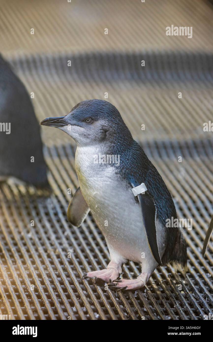 Die Nahaufnahme des kleinen Pinguins (Eudyptula novaehollandiae) Er ist eine Pinguinart aus Australien und der Otago-Region Neuseelands. Stockfoto