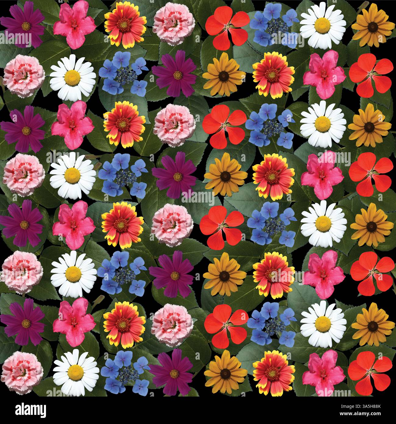 Kaleidoskop Blumenköpfe vor schwarzem Hintergrund, abstrakte Rose, Kosmos, Hortensie, Nelke, dahlia, Gänseblümchen, Rhododendron, Geißblatt Stockfoto