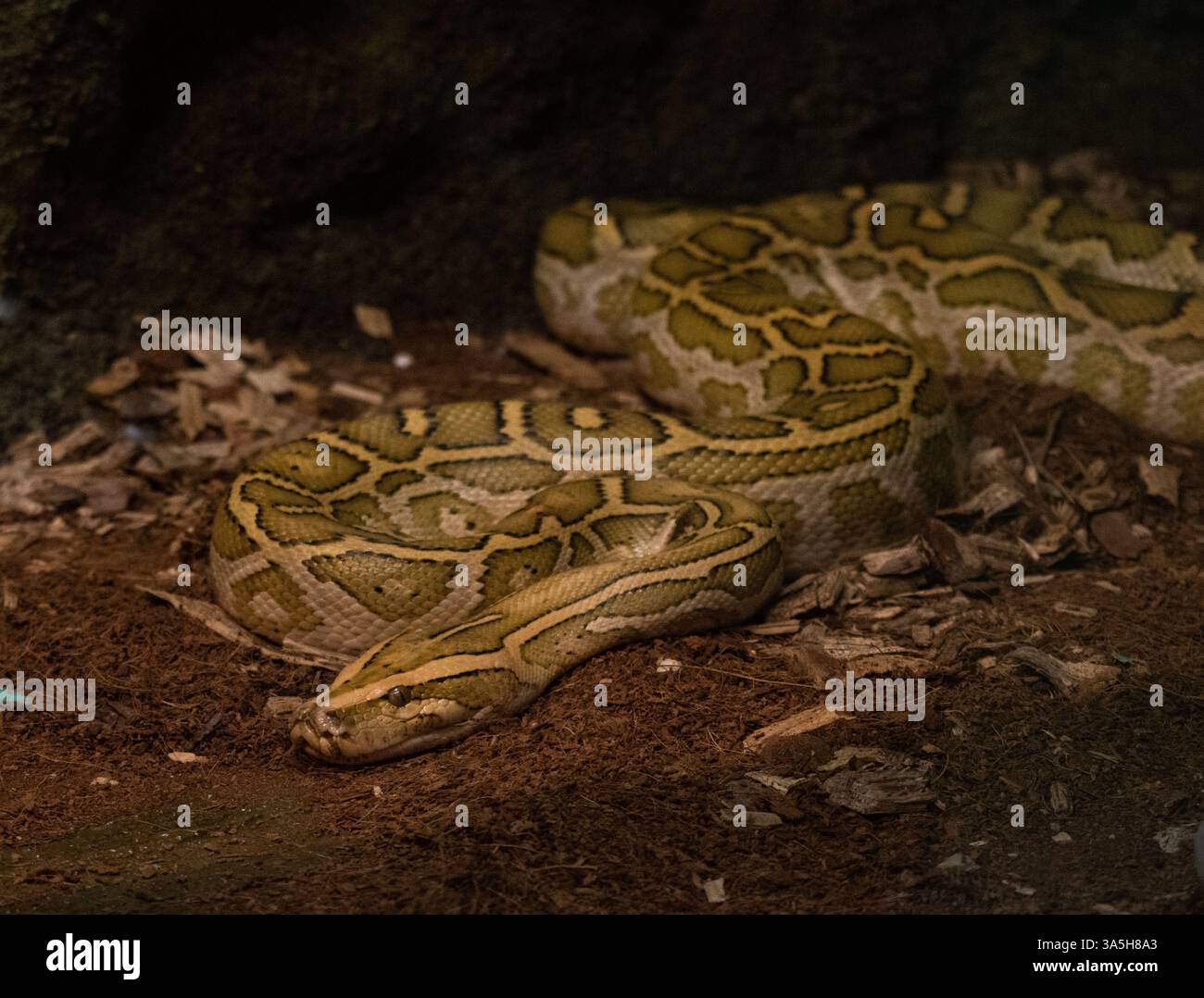Nahaufnahme der birmanischen Python (Python molurus bivittatus) Stockfoto