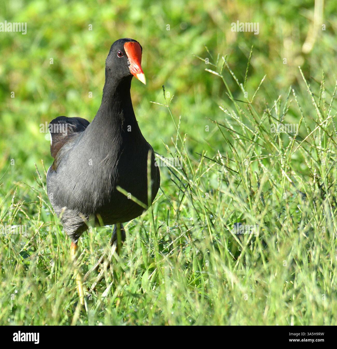 Hühnerähnliche Sumpfbewohner, Seen, Teiche, Süßwasserhabitate. Rote Gesichtsplatte fehlt bei Jungvögeln. Stockfoto