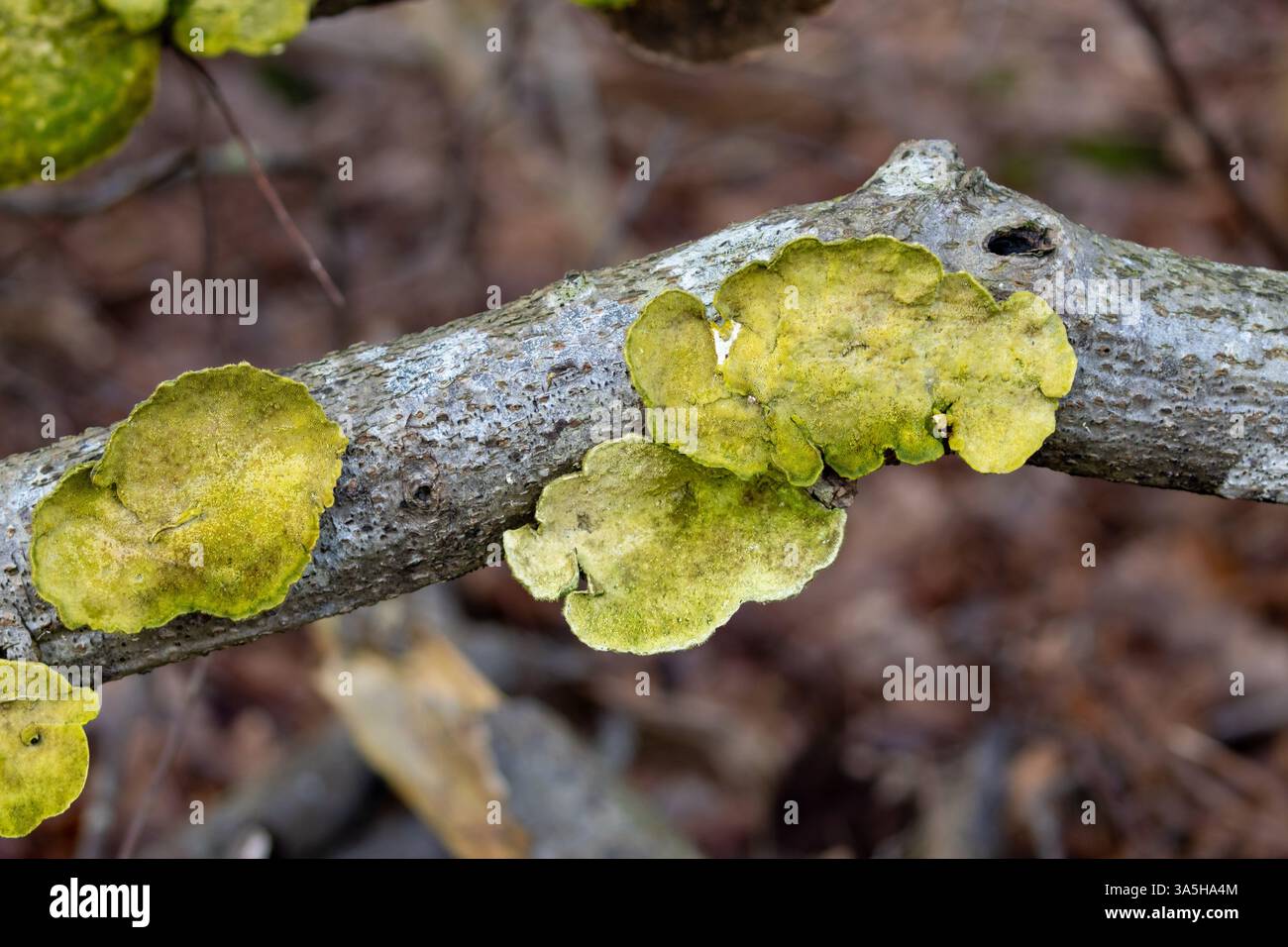 Grüne gelbe Flechte auf Baumzweig Stockfoto