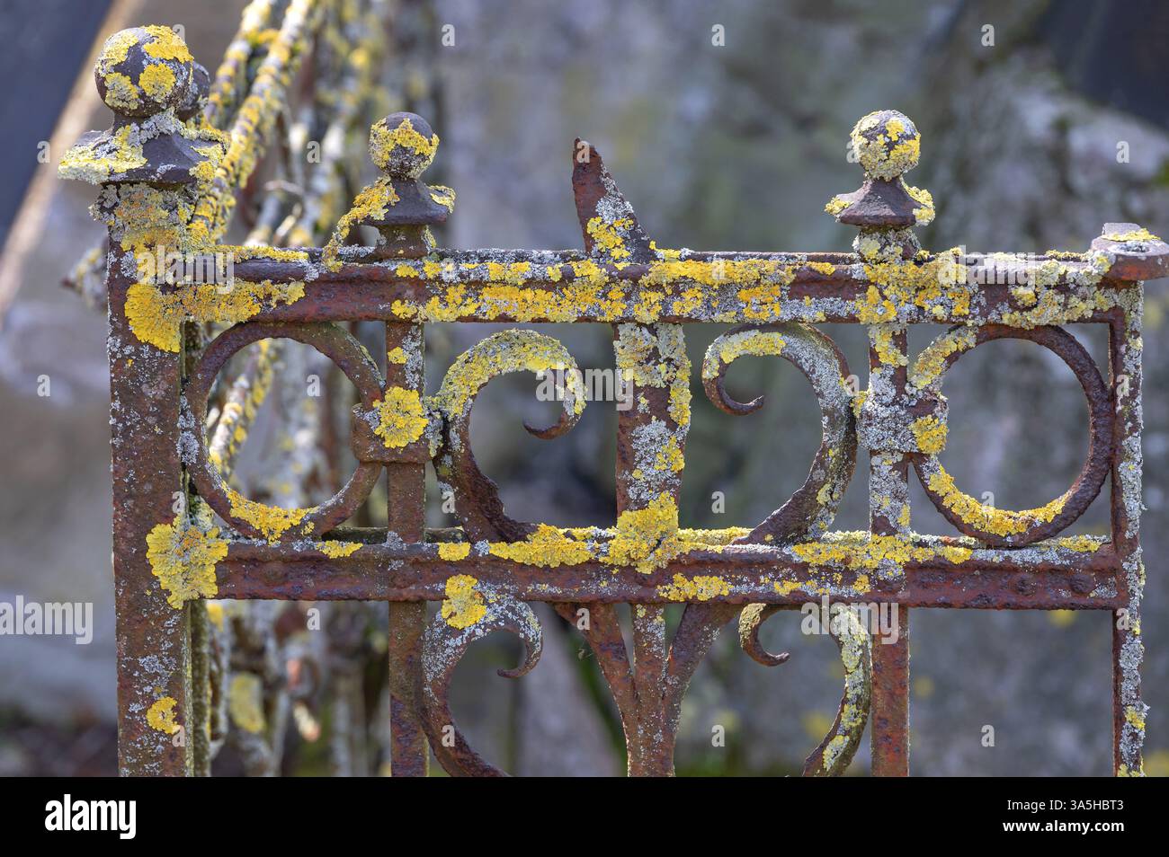 Moosbedeckter Eisengitter auf einem israelischen Friedhof, 1882 eröffnet, Werner-von Siemens Str. 2, Würzburg, Niederfranken, Bayern, Deutschland, Europa Stockfoto
