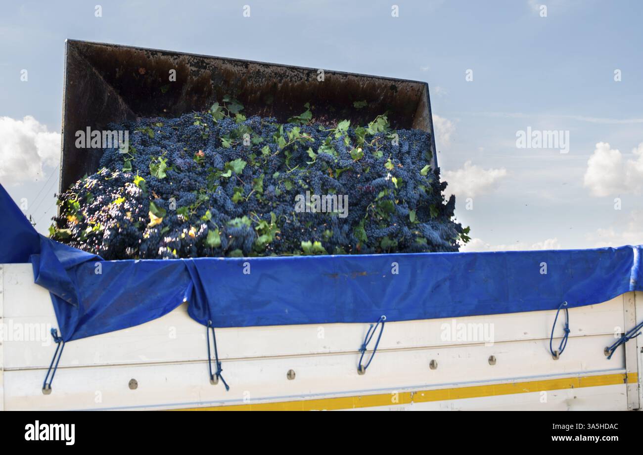 Truck mit roter Traube für die Weinherstellung. Traubenhaufen auf LKW-Anhänger. Ernte und Transport von Trauben vom Weinberg. Konzept der Weinherstellung Stockfoto