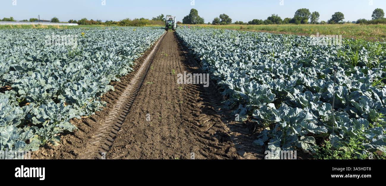 Traktor in Brokkoli Ackerland. Große Brokkoli Plantage. Konzept für wachsende Brokkoli. Sonnigen Tag. Spuren von traktorreifen Stockfoto