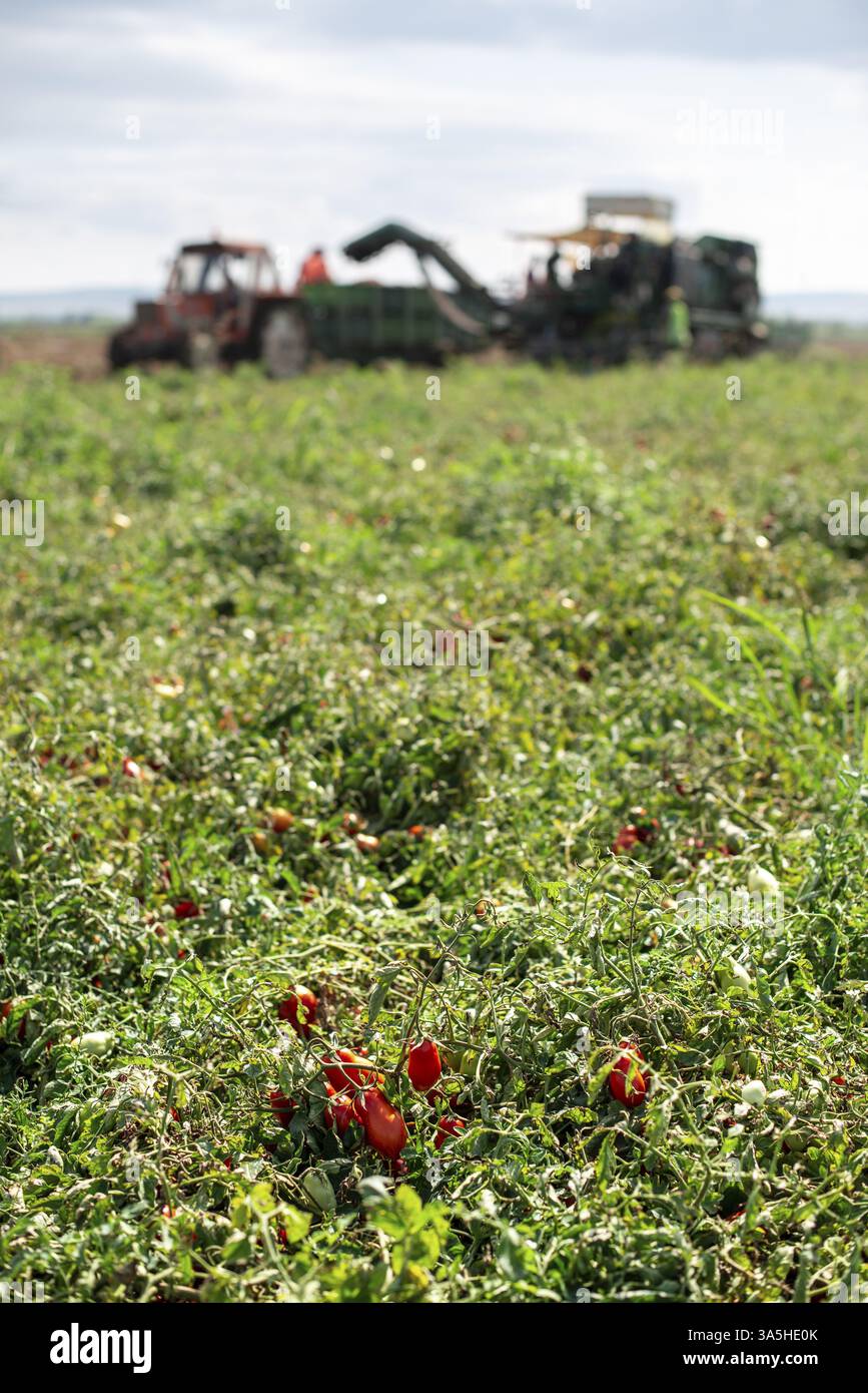 Tomaten abholen. Traktor Erntemaschine Ernte Tomaten und Last auf LKW. Automatisierung Landwirtschaftskonzept mit Tomaten Stockfoto