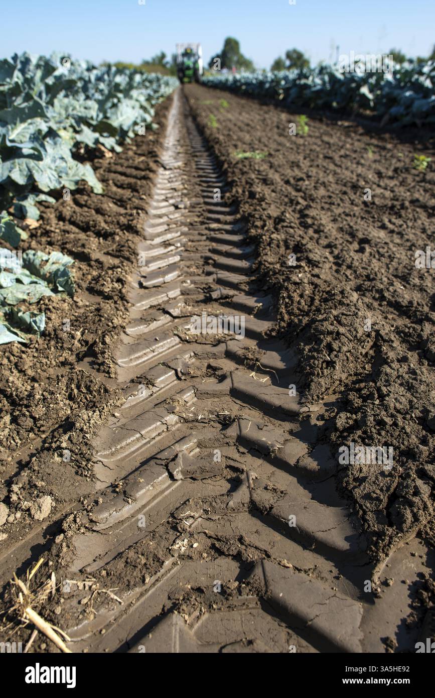 Traktor in Brokkoli Ackerland. Große Brokkoli Plantage. Konzept für wachsende Brokkoli. Sonnigen Tag. Spuren von traktorreifen Stockfoto