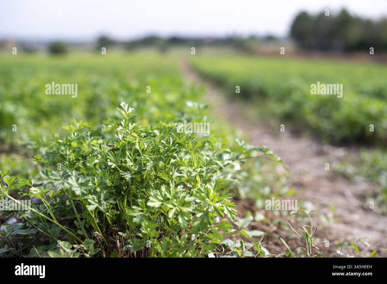 Plantage mit Petersilie in Reihen. Die Petersilie auf dem Bauernhof zu schliessen Stockfoto