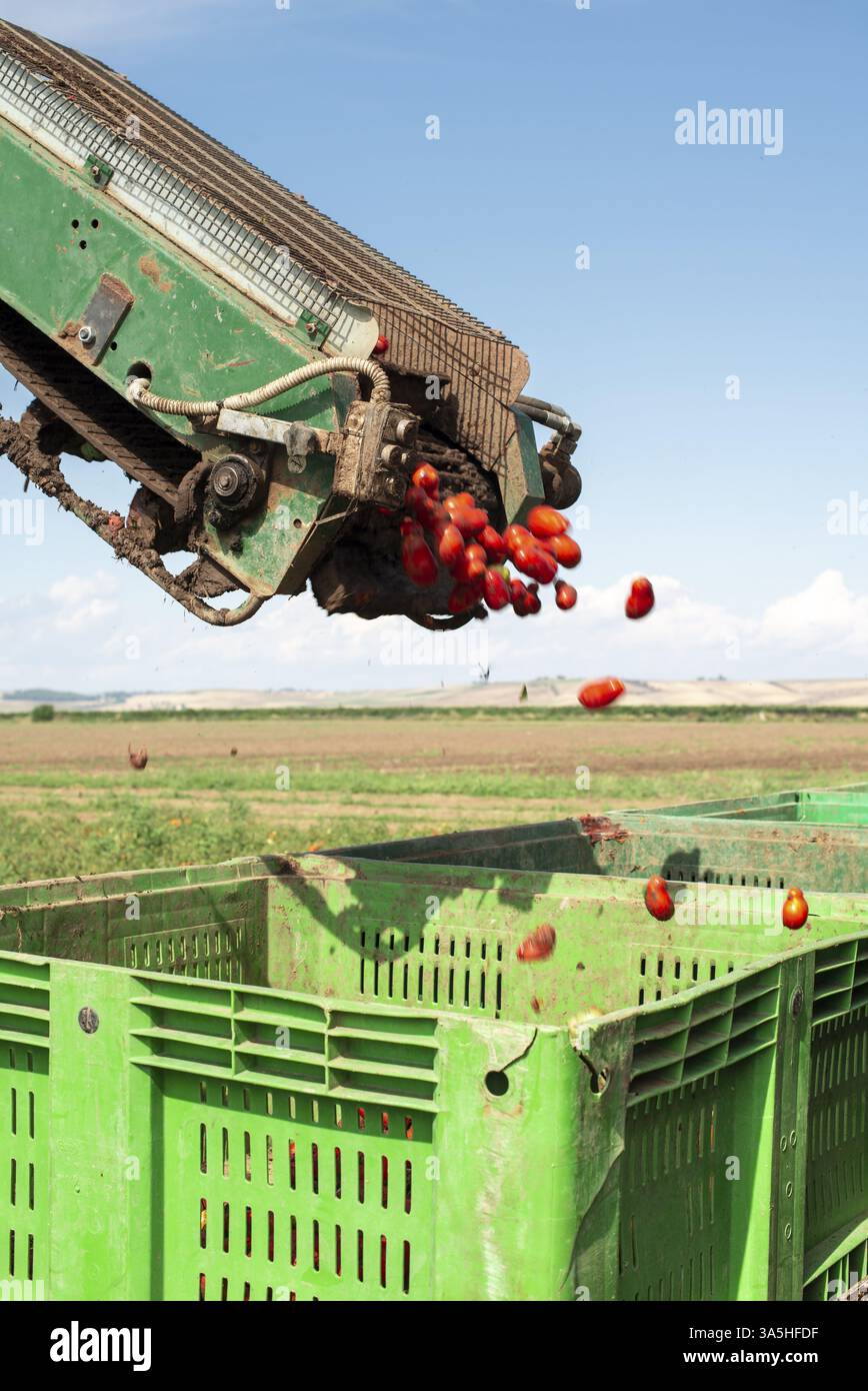 Maschine mit Transportsystem für Kommissionierung Tomaten auf dem Feld. Traktor harvest Tomaten und Last in Kisten. Automatisierung der Landwirtschaft conce Stockfoto