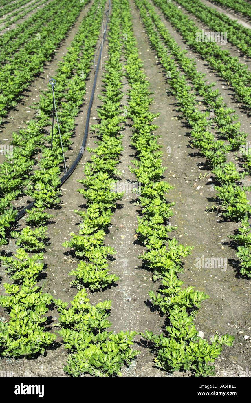 Sellerie Auf Der Plantage Anbauen. Selleriepflanzen in Reihen. Große Sellarfarm Stockfoto