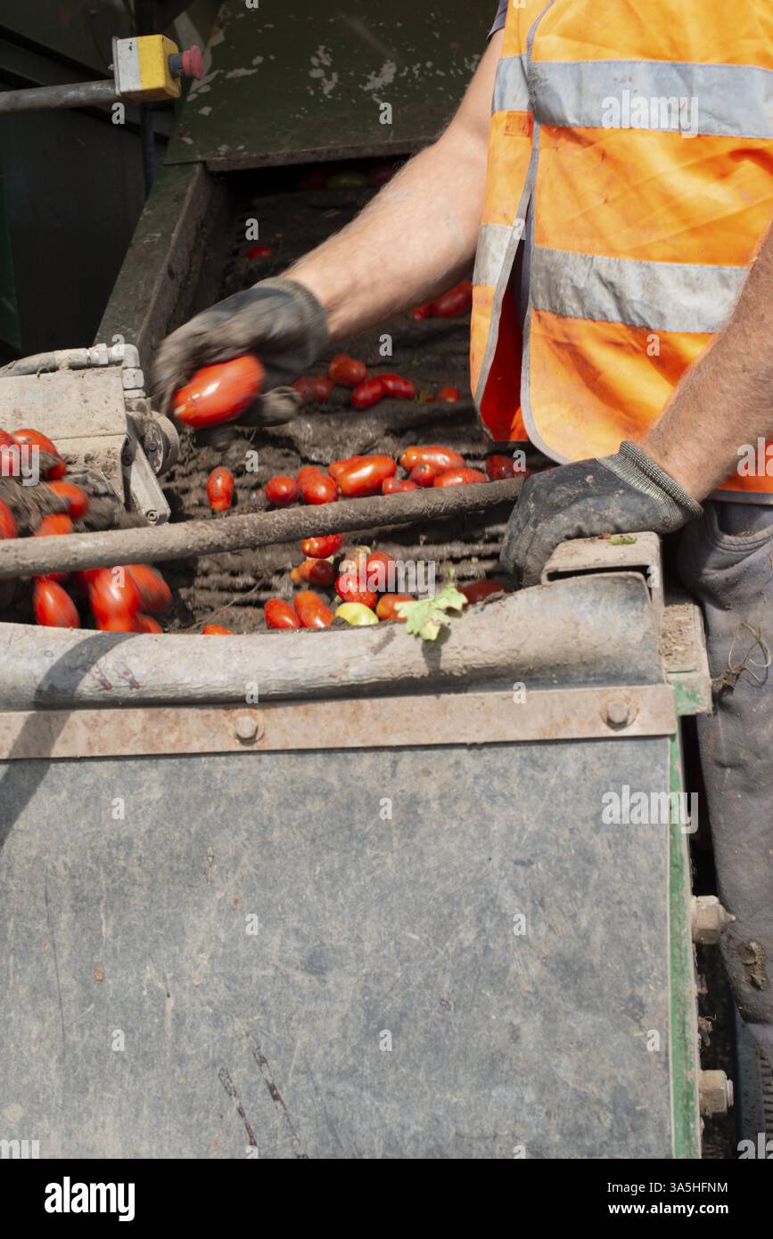 Maschine mit Transportsystem für Kommissionierung Tomaten auf dem Feld. Traktor harvest Tomaten und Last in Kisten. Automatisierung der Landwirtschaft conce Stockfoto