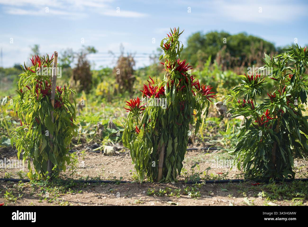 Kleine rote Peperoni im Bush. Sonnenlicht. Kleiner Garten mit Peperoni. Viele reife rote heiße Sorte Paprika. Landwirtschaft Konzept. Würzig und heiße Konzept. Stockfoto