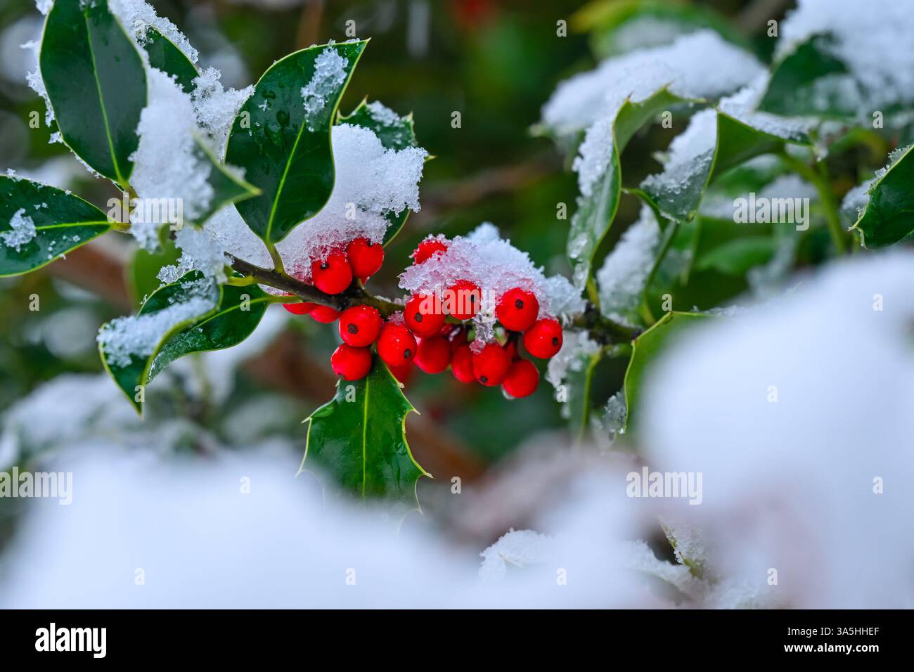 Holly Beeren mit Schnee im Winter Stockfoto