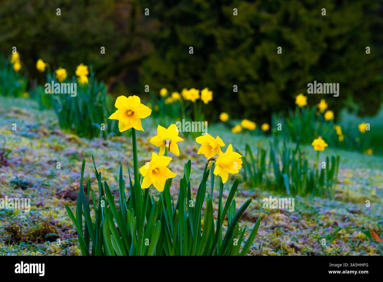 Gelbe Narzissen im Frühling Stockfoto