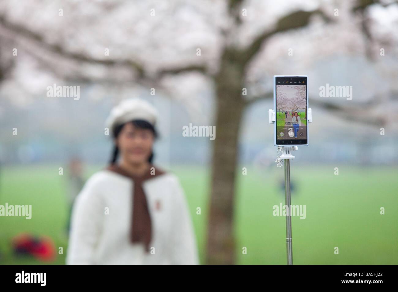 London, Großbritannien. März 2025. Eine blühende Kirschbaumallee im Battersea Park, London, zog am Sonntagnachmittag trotz grauem Himmel und zeitweiligem Nieseln Menschenmassen an. Es wird über Nacht mit stärkerem Regen gerechnet. Anna Watson/Alamy Live News Credit: Anna Watson/Alamy Live News Stockfoto