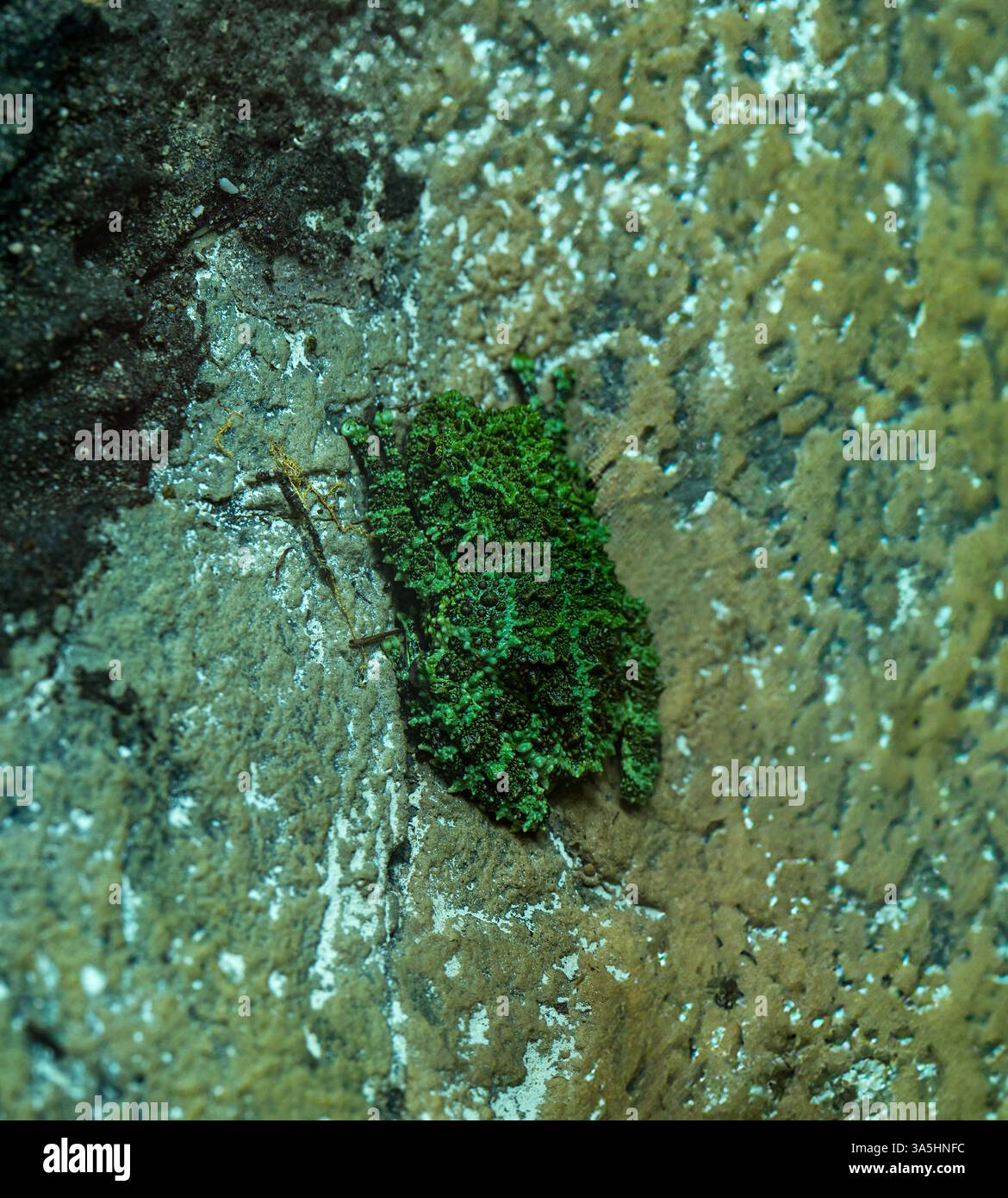 Die moosigen Frosch, vietnamesische moosigen Frosch oder Tonkin Bug-eyed Frosch, Theloderma Corticale findet in Nordvietnam. Stockfoto